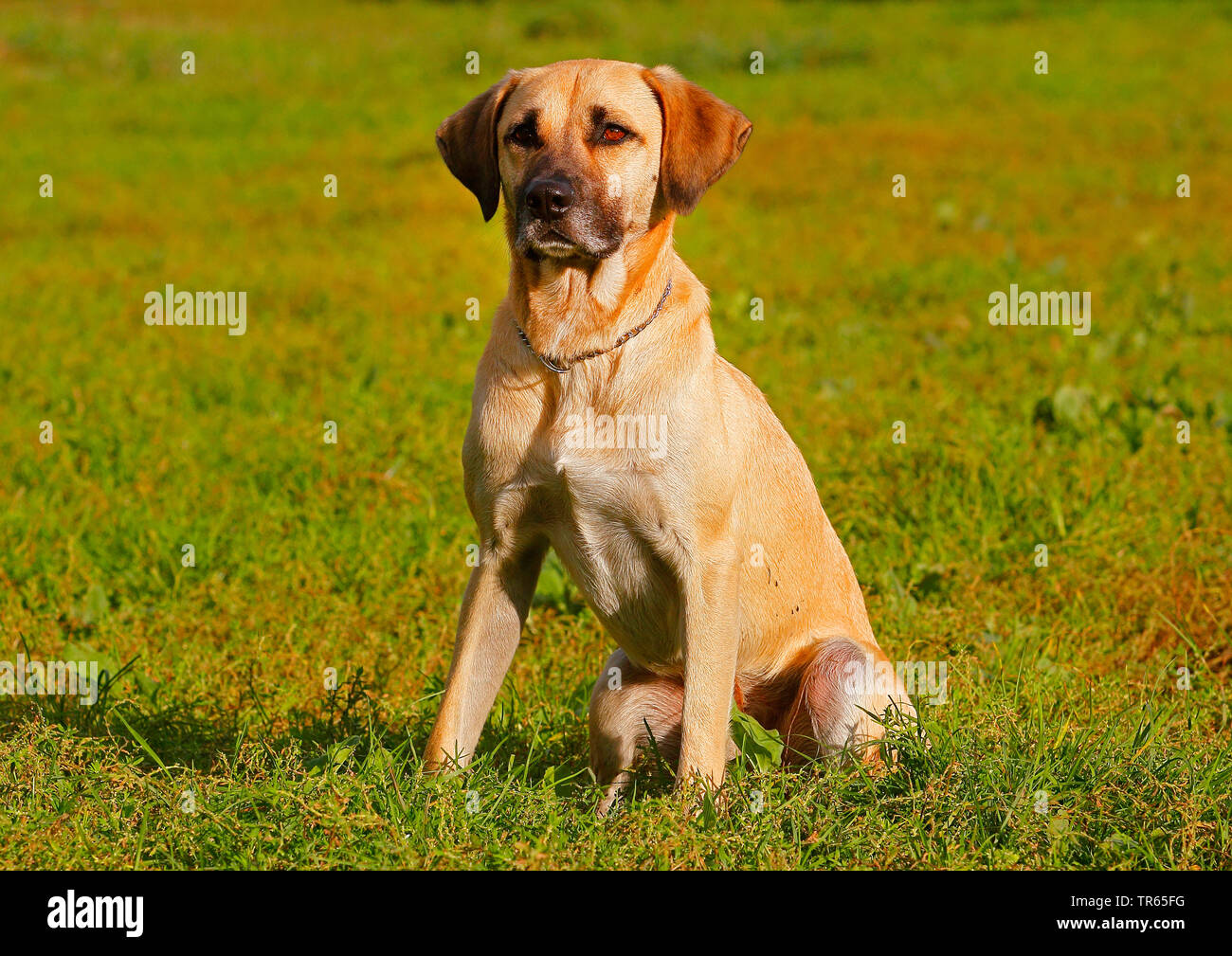 Kangal (Canis lupus f. familiaris), bâtard Kangal, quatre ans chien assis dans un pré, Allemagne Banque D'Images