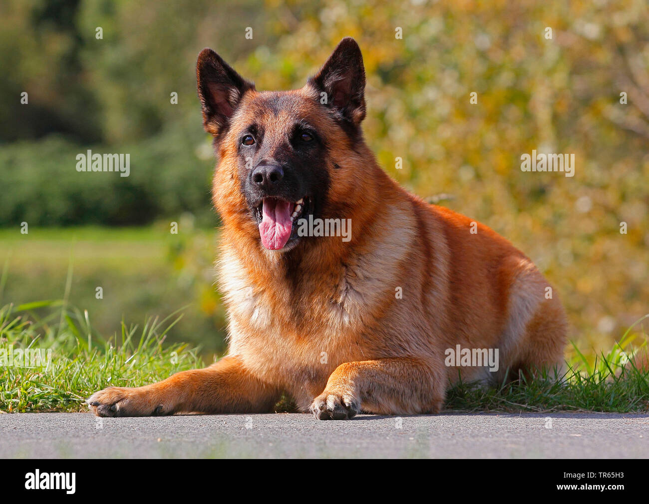 Malinois (Canis lupus f. familiaris), 6 ans chien allongé au bord de la route, Allemagne Banque D'Images
