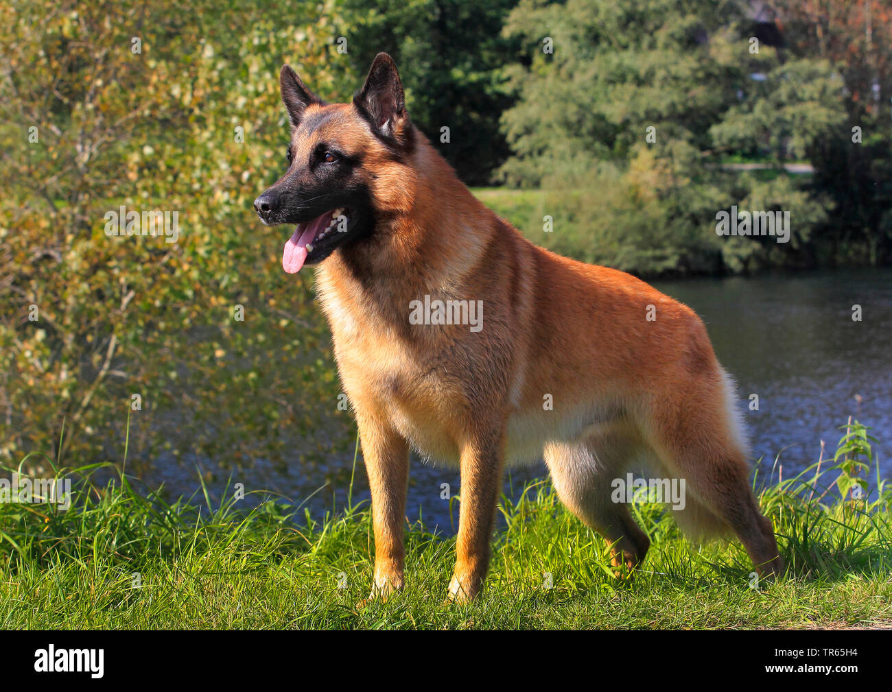 Malinois (Canis lupus f. familiaris), 6 ans chien mâle debout à un étang, Allemagne Banque D'Images