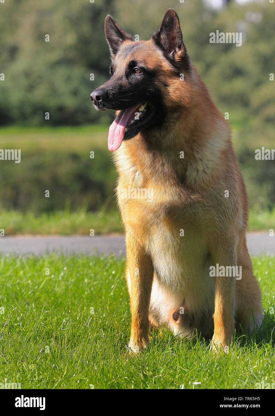 Malinois (Canis lupus f. familiaris), six ans chien assis dans un pré, Allemagne Banque D'Images