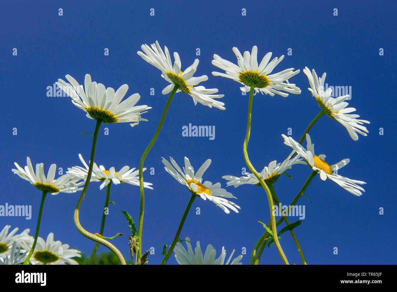 Oxeye daisy, la marguerite blanche, blanc-blanc, mauvaises herbes, Daisy Daisy chien, marguerite (Chrysanthemum leucanthemum Leucanthemum vulgare), en fleurs, sur fond de ciel bleu, de l'ALLEMAGNE, Basse-Saxe Banque D'Images