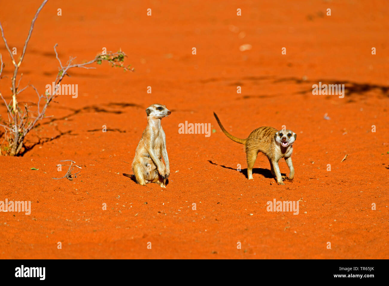 À queue fine, suricate (Suricata suricatta) suricates, deux suricates de peering, Namibie, Damaraland Banque D'Images