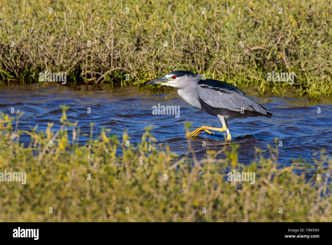 Bihoreau gris (Nycticorax nycticorax), la traque en eaux peu profondes, USA, Hawaii, Kealia Pond, Kihei Banque D'Images
