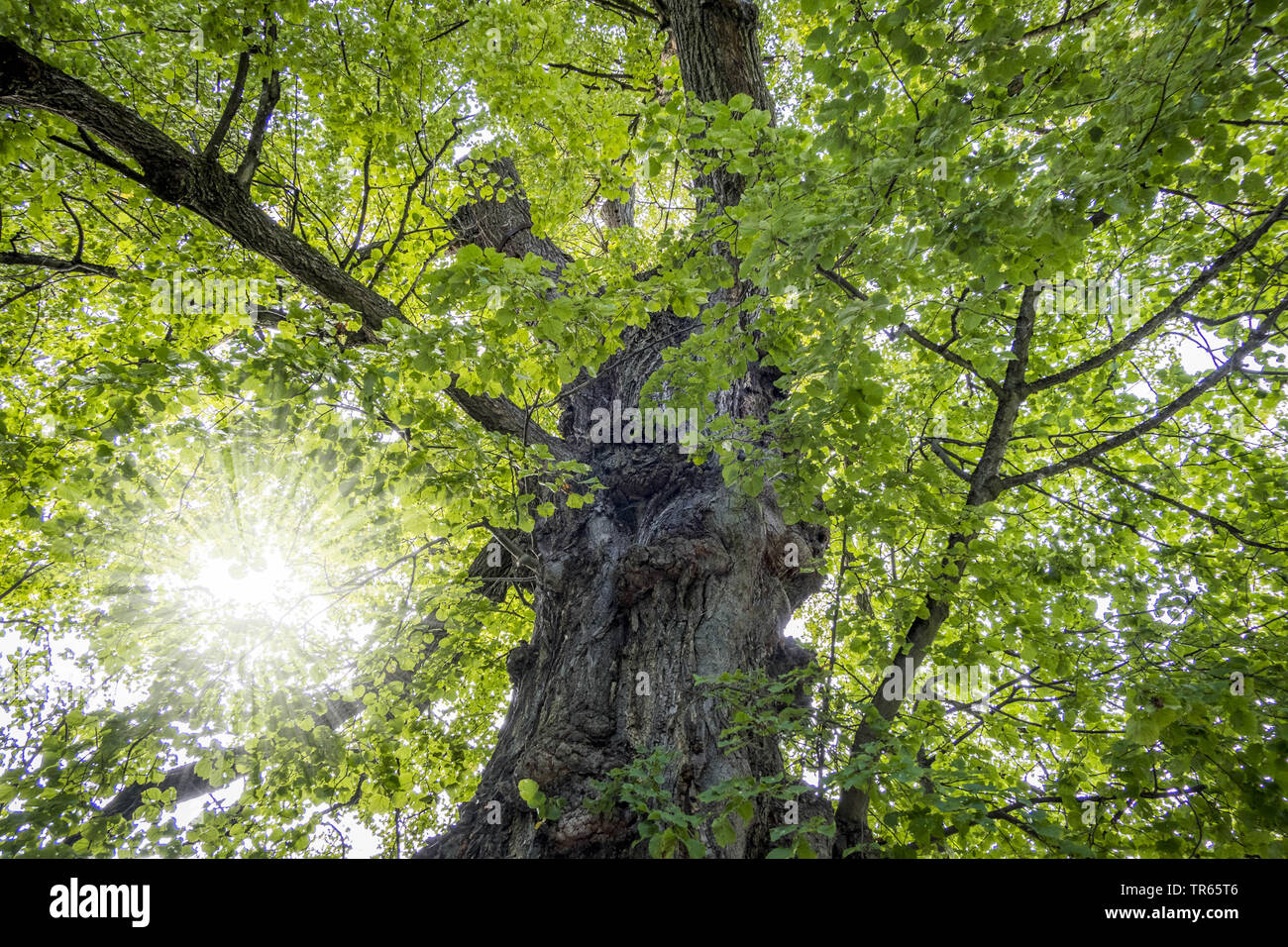 Le tilleul, Tilleul, tilleul (Tilia spec.), vieux tronc d'arbre noueux dans le jardin anglais, en Allemagne, en Bavière, Muencheberg Banque D'Images