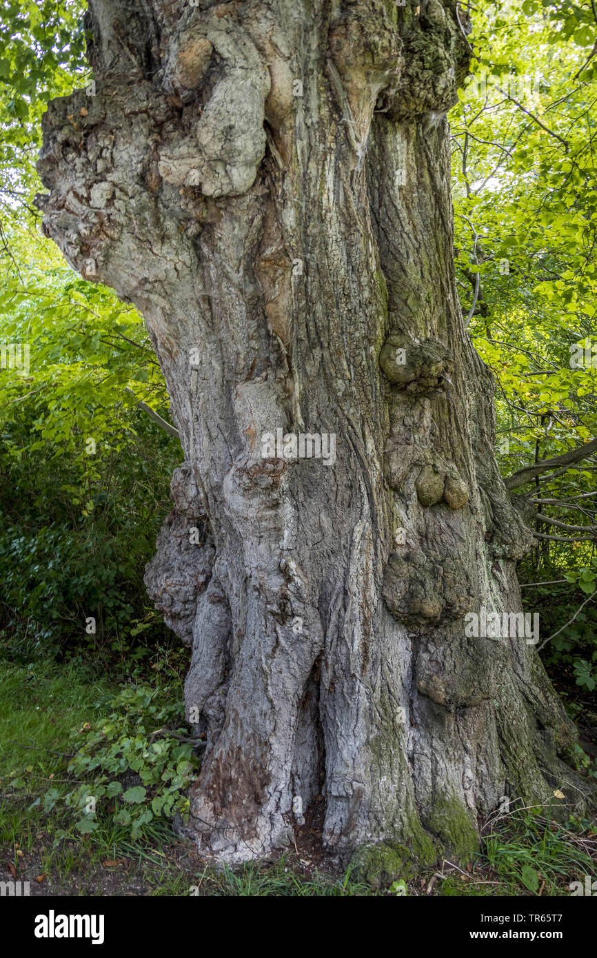 Le tilleul, Tilleul, tilleul (Tilia spec.), vieux tronc d'arbre noueux dans le jardin anglais, en Allemagne, en Bavière, Muencheberg Banque D'Images