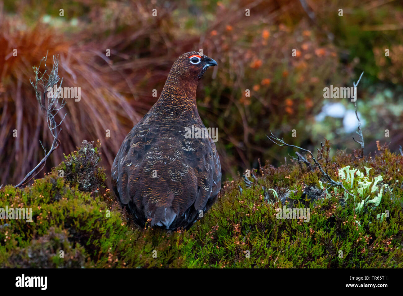 Lagopède des saules (Lagopus lagopus scoticus), assis sur la bruyère, le Royaume-Uni, l'Écosse, le Parc National de Cairngorms, Aviemore Banque D'Images