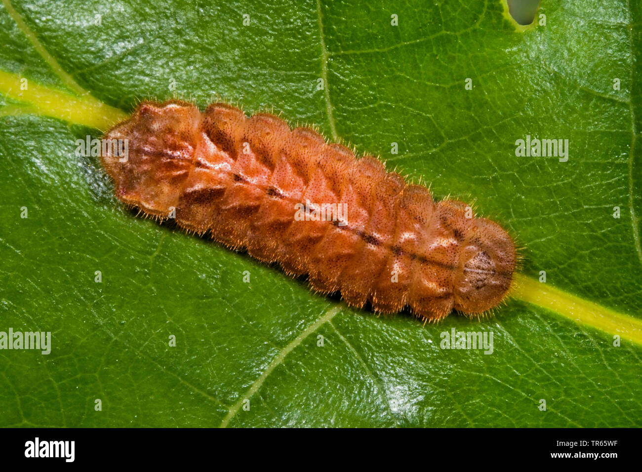 Purple Hairstreak (Favonius quercus, Neozephyrus quercus, Quercusia quercus), Caterpillar sur une feuille, Allemagne Banque D'Images