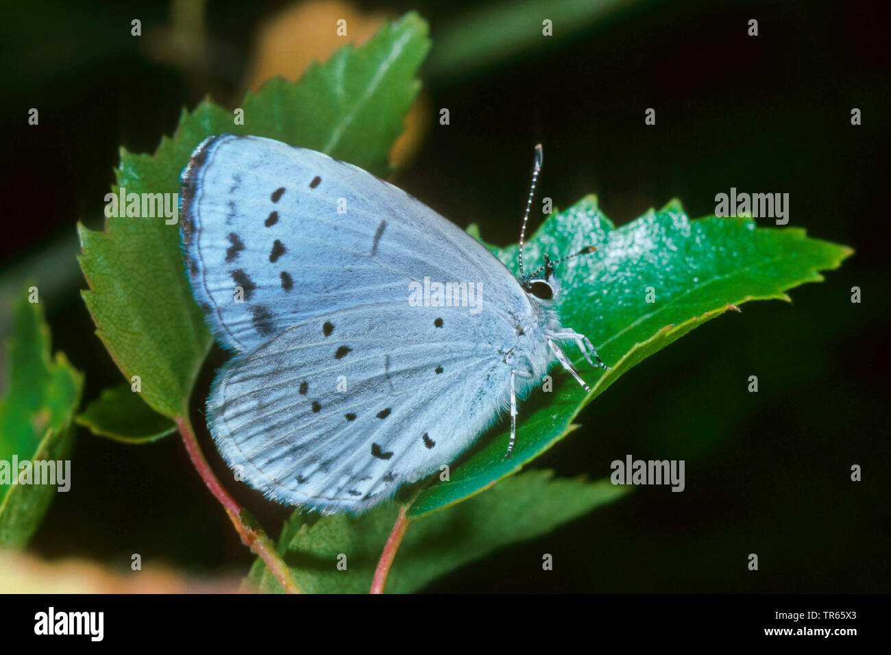Holly Bleu, Holly-Blue (Celastrina argiolus, Celestrina argiolus, Cyaniris argiolus, Lycaena argiolus), assis sur une feuille de bouleau, Allemagne Banque D'Images
