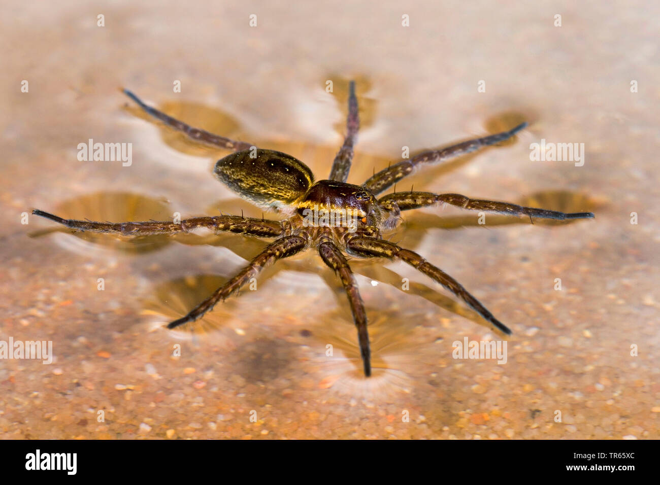 Fimbriate araignée Dolomedes fimbriatus (pêche), assis sur la surface de l'eau, Allemagne Banque D'Images