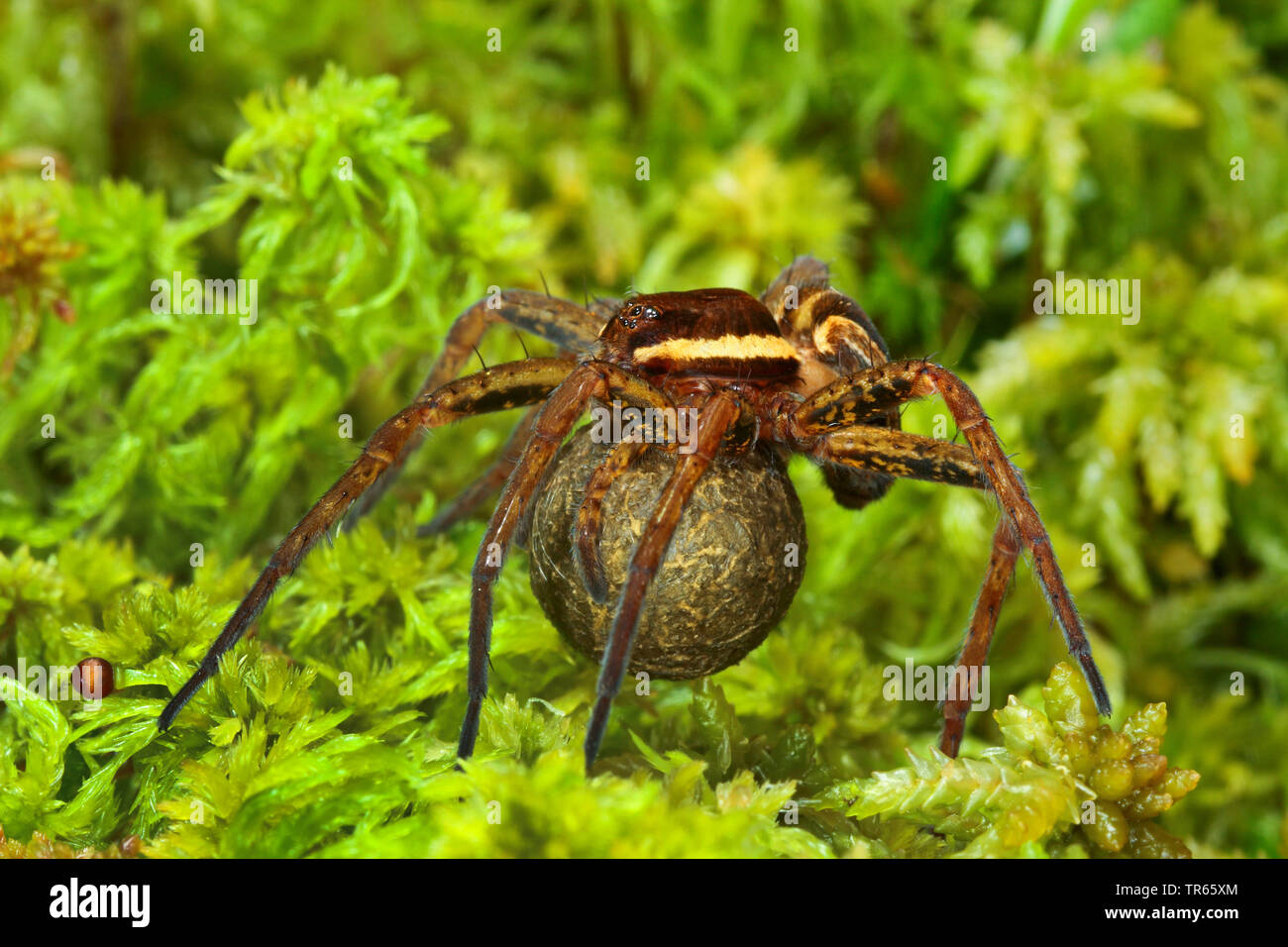 Fimbriate araignée Dolomedes fimbriatus (pêche), Femme avec cocoon sur la sphaigne, Allemagne Banque D'Images