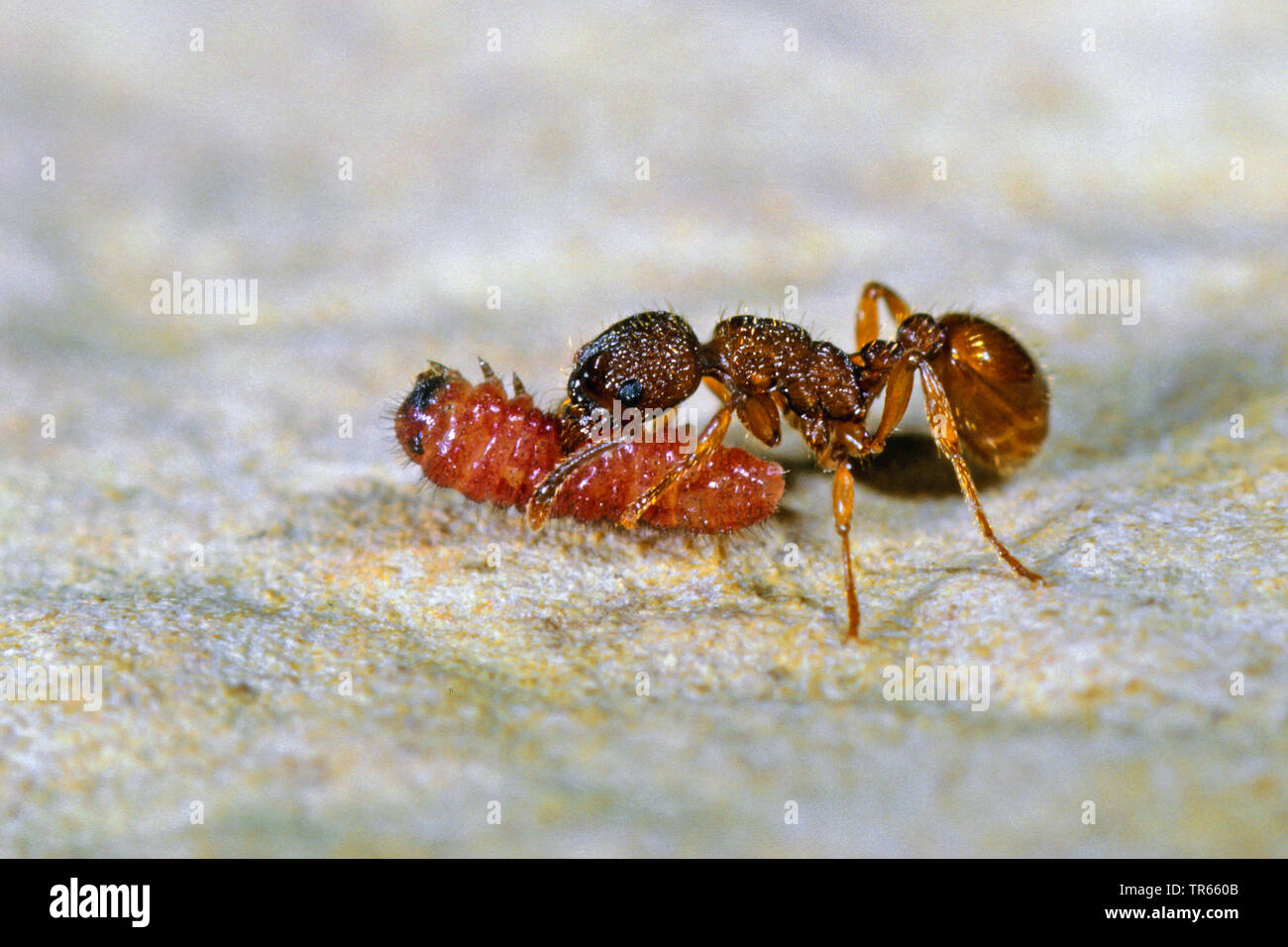 Alcon Alcon, bleu grand bleu (Phengaris alcon Maculinea alcon, Glaucopsyche, Alcon), Caterpillar est amené d'une fourmi au nid, Allemagne Banque D'Images