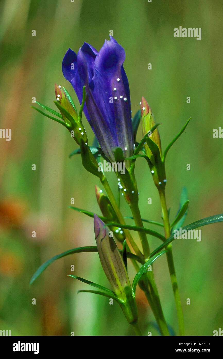 Alcon Alcon, bleu grand bleu (Phengaris alcon Maculinea alcon, Glaucopsyche, Alcon), d'oeufs sur les fleurs de gentiane des marais, Allemagne Banque D'Images