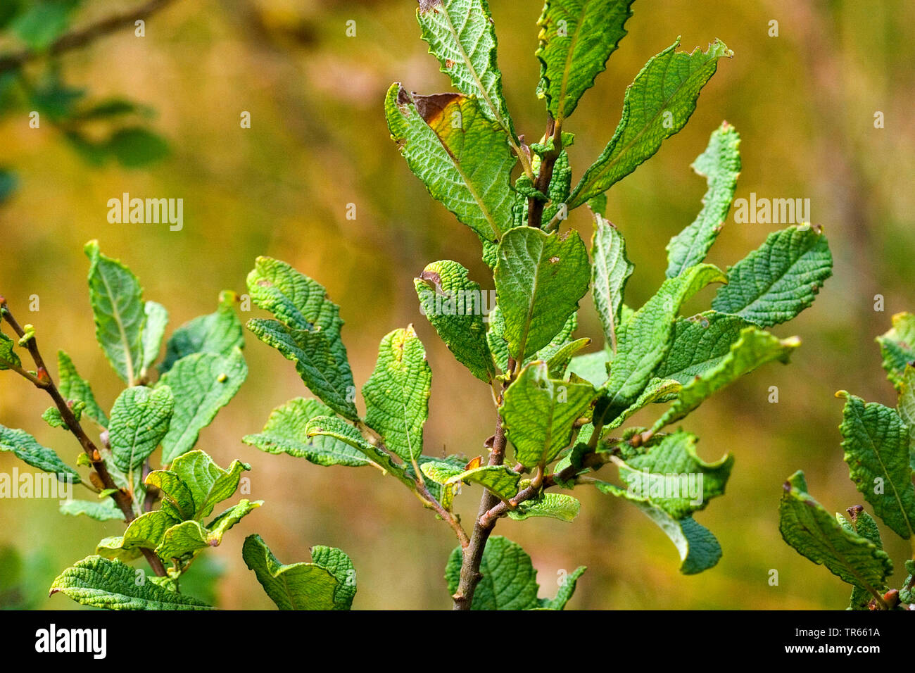 Hibou saule (Salix aurita), branche, Allemagne Banque D'Images