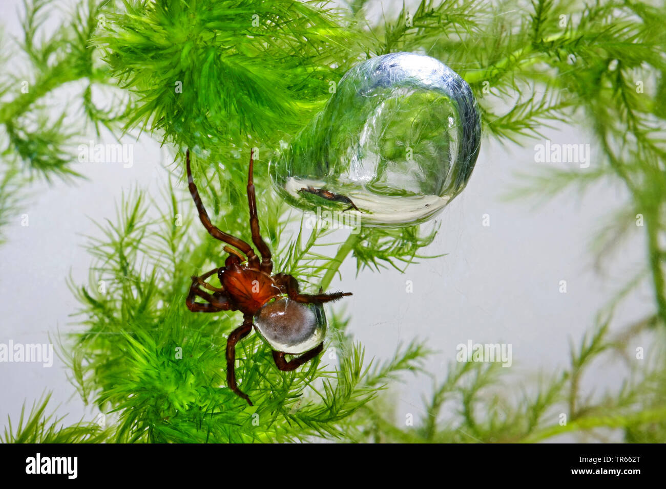 L'araignée européenne de l'eau (Argyroneta aquatica), avec scaphandre, bulle d'air sous l'eau, Allemagne Banque D'Images