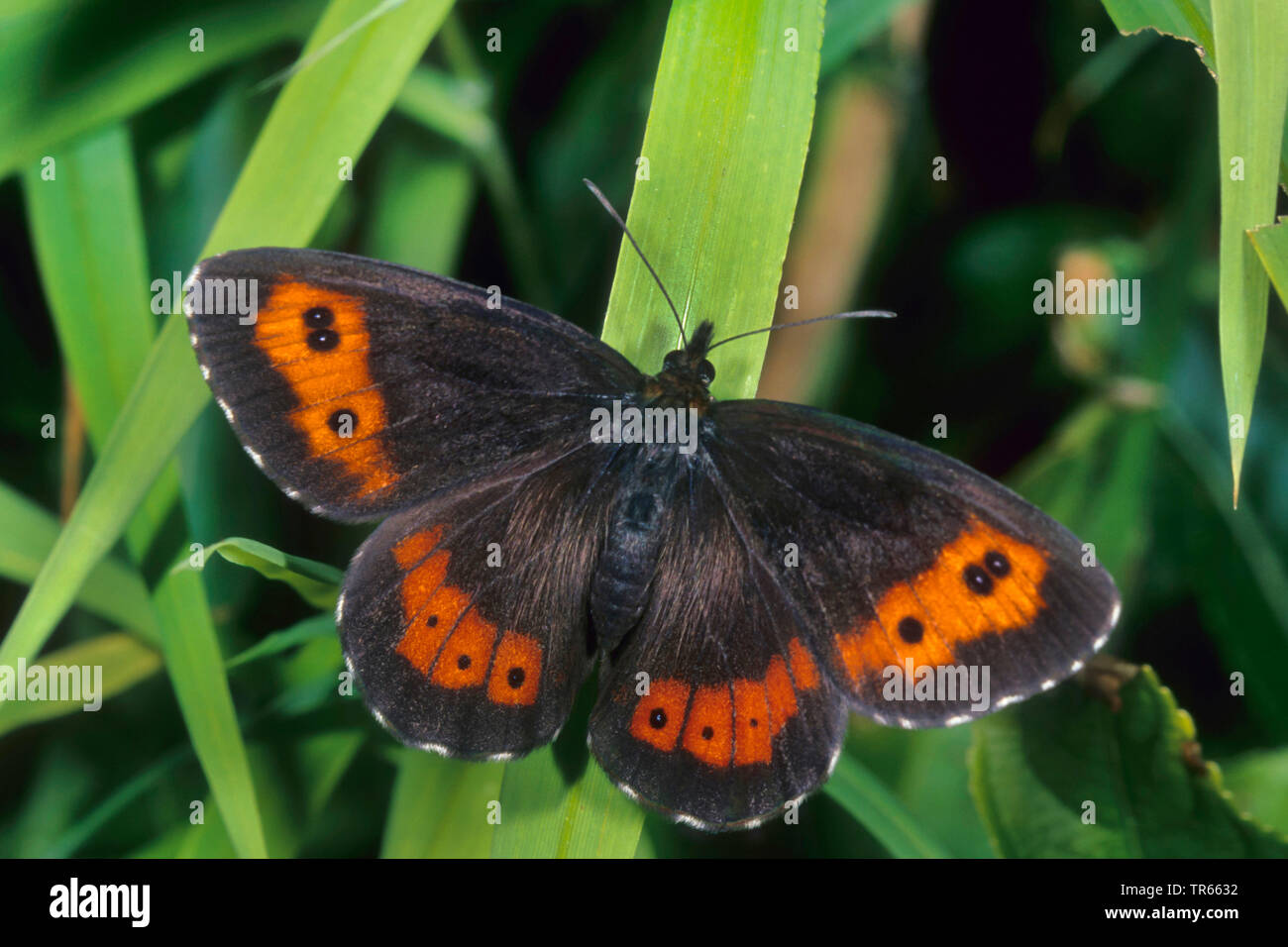 Arran brown, Erebia ligea (un papillon), assis à une tige, vue de dessus, Allemagne Banque D'Images