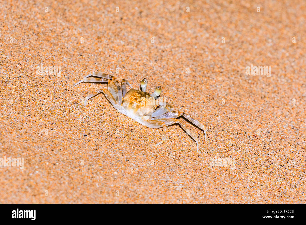 Le crabe fantôme blafard (Ocypode pallidula), sur la plage, USA, Hawaii, Kamaole Beach Park II, Kihei Banque D'Images