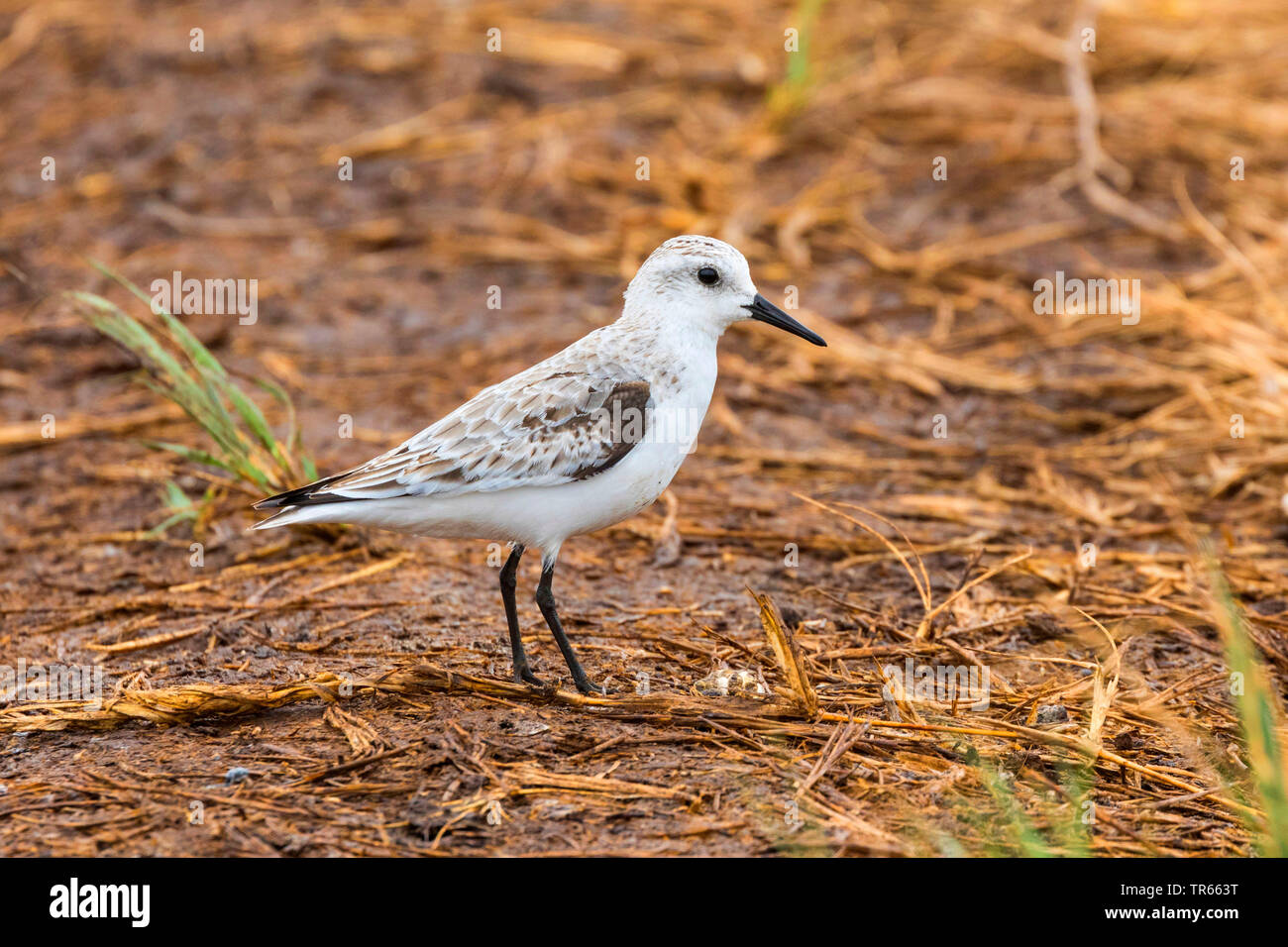 Bécasseau sanderling (Calidris alba), en plumage d'hiver, vue latérale, USA, Hawaii, Kealia Pond, Kihei Banque D'Images