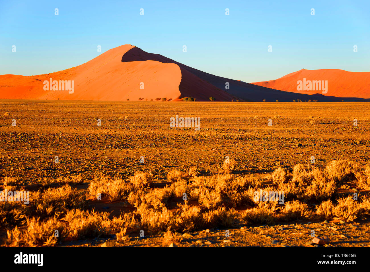 Désert du Namib, Namibie, le Parc National Namib Naukluft, Solitaire Banque D'Images