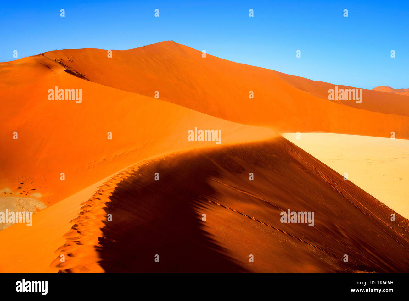 Dunes de sable du désert du Namib, Namibie, le Parc National Namib Naukluft, Solitaire Banque D'Images