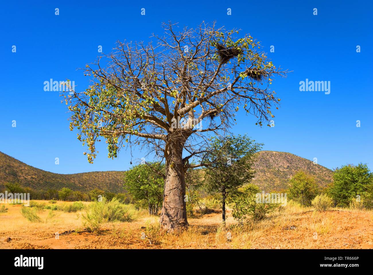Baobab, pain de singe, singe tamarin (Adansonia digitata), dans la savane, la Namibie, le Damaraland, Kaokoveld Banque D'Images