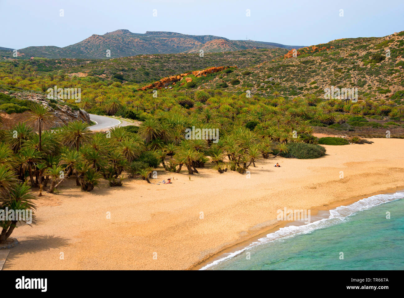 Palmier dattier (Phoenix Theophrasti), plage de palmiers de Vai, Grèce, Crete, Vai-Strand Banque D'Images