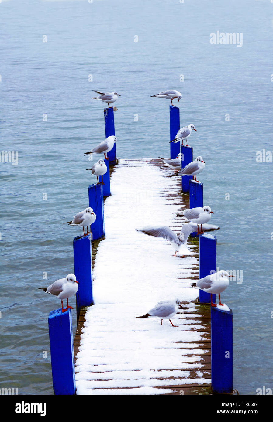Ponton avec les goélands en hiver au lac d'Annecy, France, Savoie, Haute Savoie Banque D'Images
