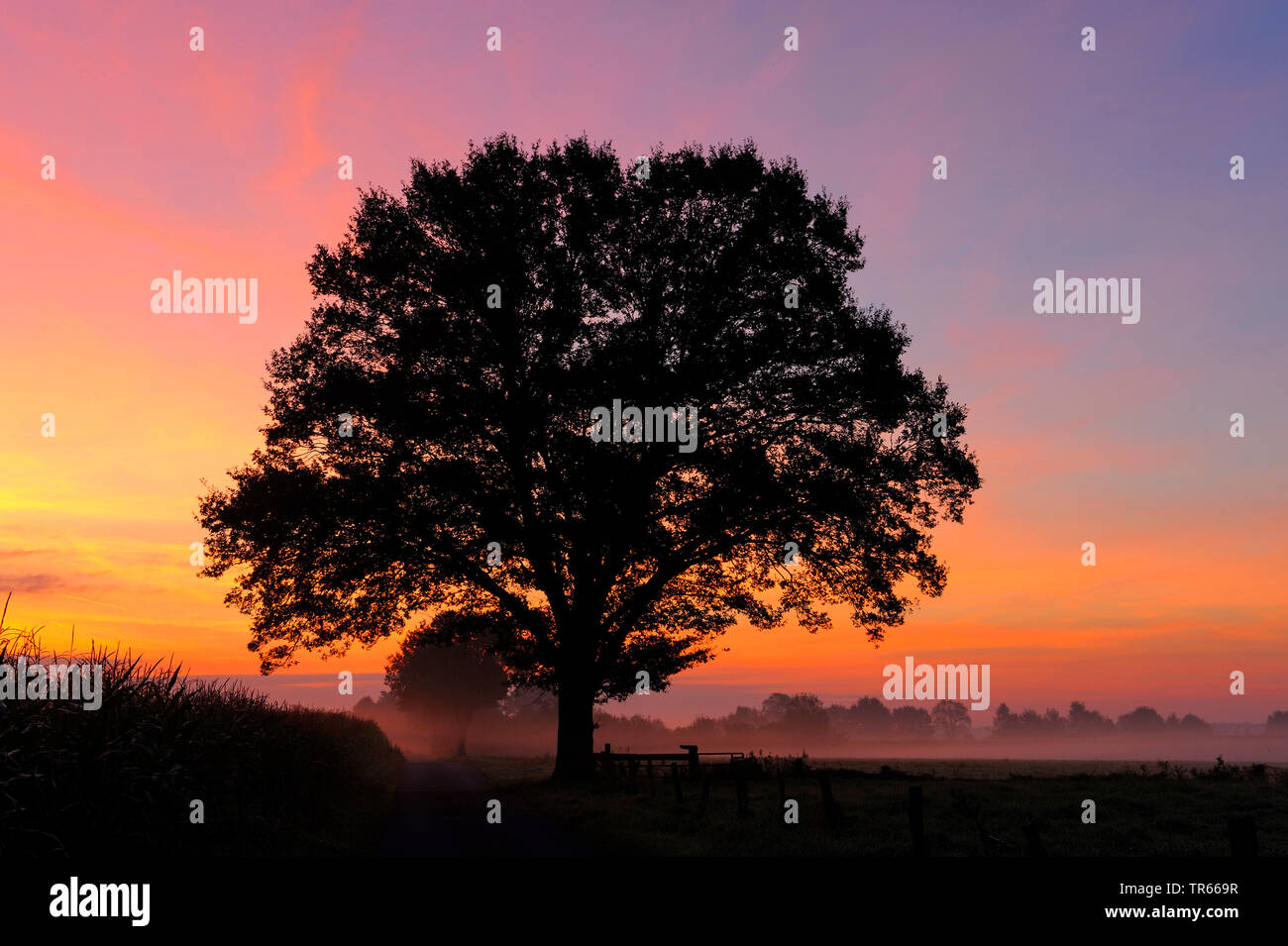 Seul arbre au lever du soleil, de l'Allemagne, en Rhénanie du Nord-Westphalie, NSG Dingdener Heide Banque D'Images