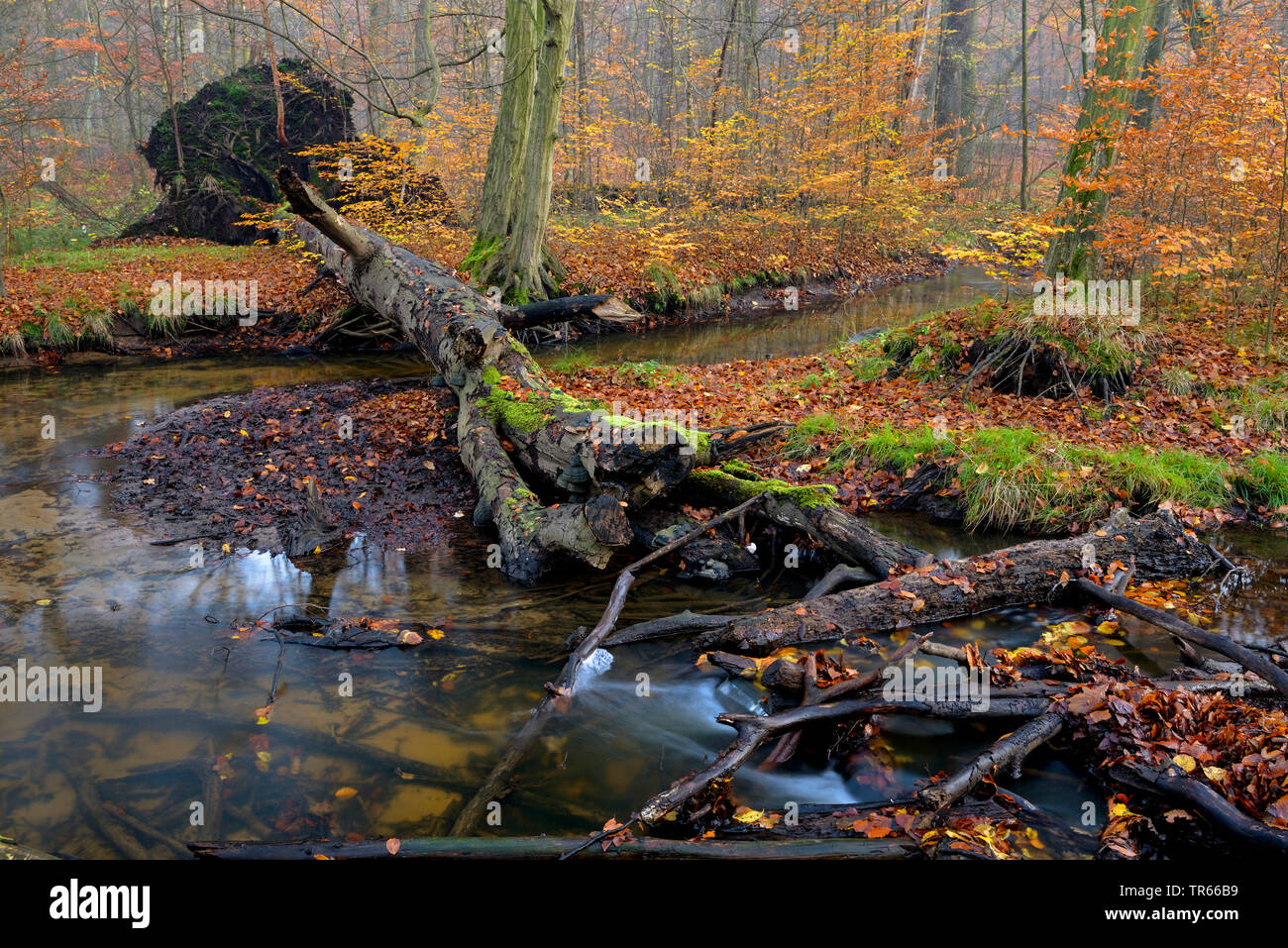 Le ruisseau proche de la nature avec l'arbre tombé dans la forêt de hêtres en automne, l'Allemagne, en Rhénanie du Nord-Westphalie, Ruhr, Bottrop Banque D'Images