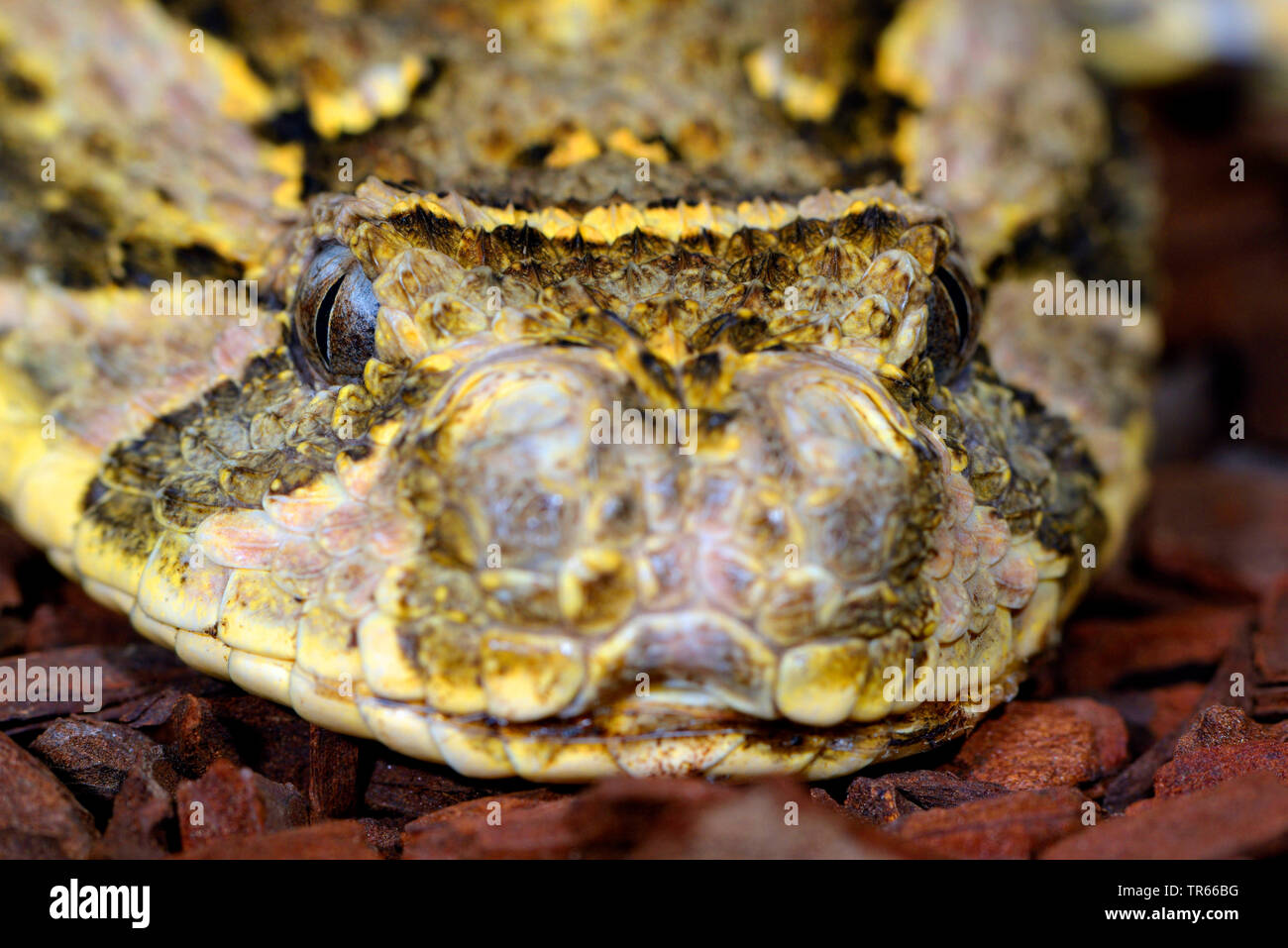 Bitis arietans puff adder (Bitis, lachesis), portrait, de face, de l'Afrique Banque D'Images