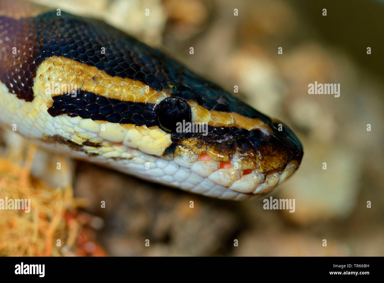 Ball python, python royal (Python regius), portrait, side view Banque D'Images