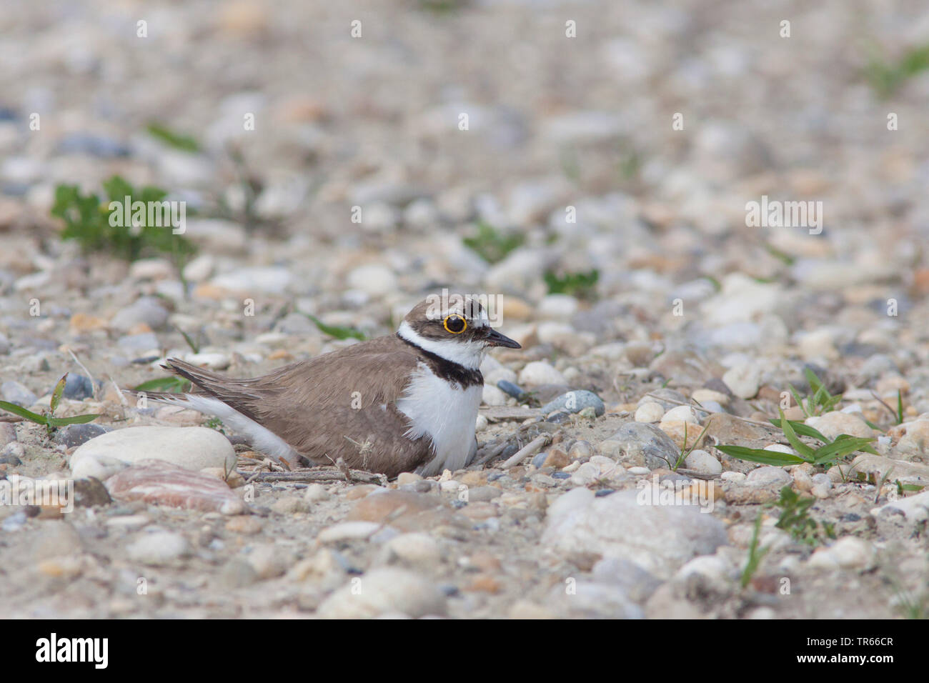 Petit Gravelot (Charadrius dubius), l'élevage au sol, Allemagne Banque D'Images