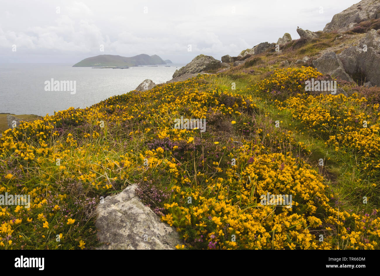 L'ajonc, furze, golden gorse (Ulex europaeus), qui fleurit à la côte, l'Irlande, l'Anneau du Kerry, péninsule de Dingle Banque D'Images