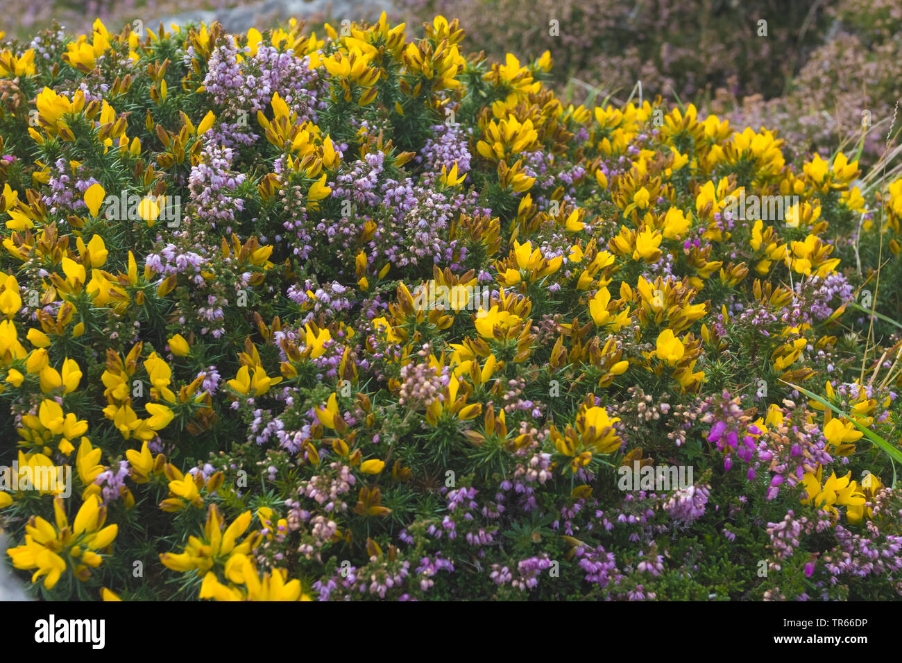 L'ajonc, furze, golden gorse (Ulex europaeus), la floraison a la côte avec Heather, l'Irlande, l'Anneau du Kerry, péninsule de Dingle Banque D'Images