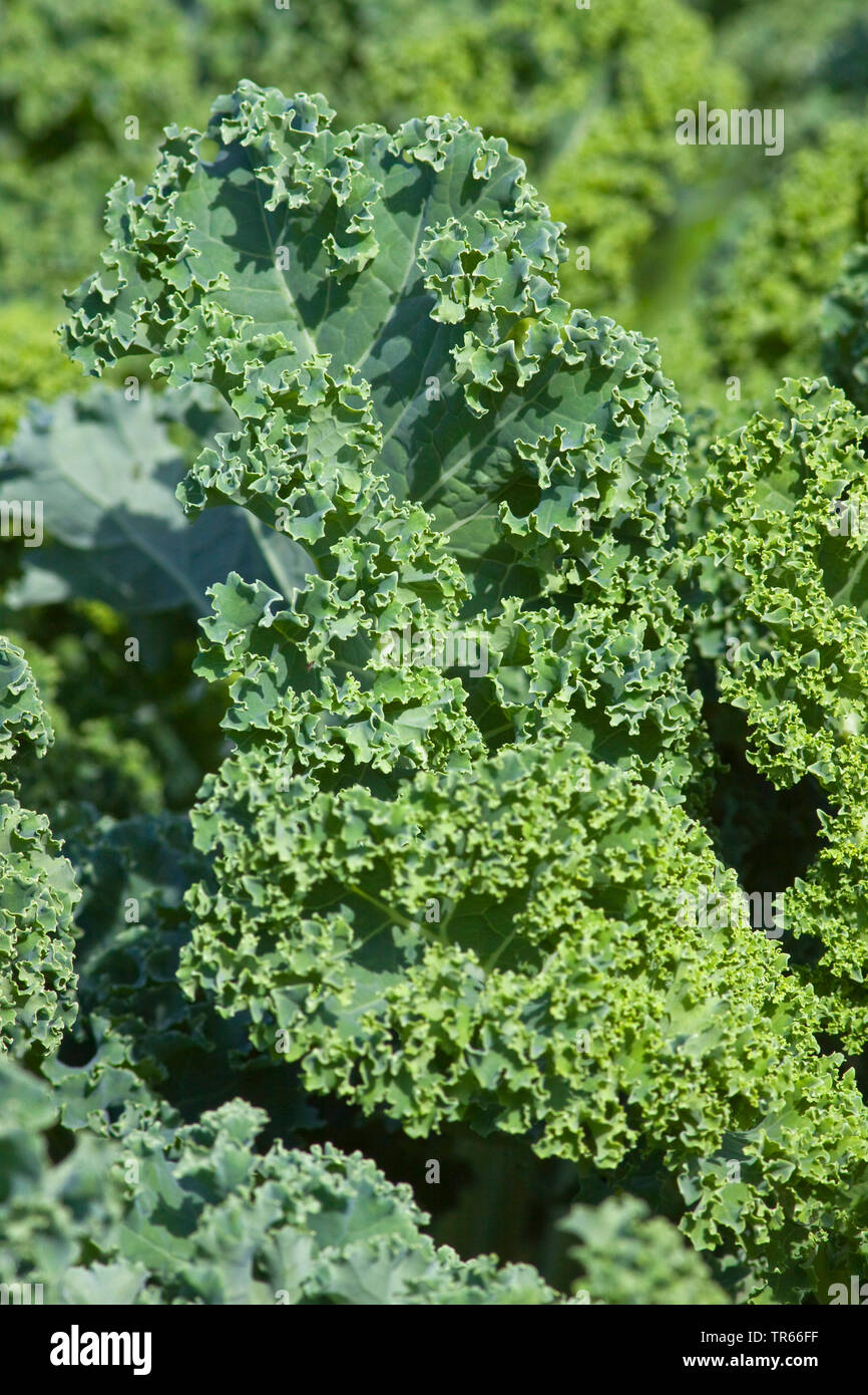 Le chou vert, chou frisé (Brassica oleracea var. sabellica, Brassica oleracea convar. acephala var. sabellica), champ avec cultiavr Winterbor, chou frisé, l'Allemagne, la Bavière Banque D'Images