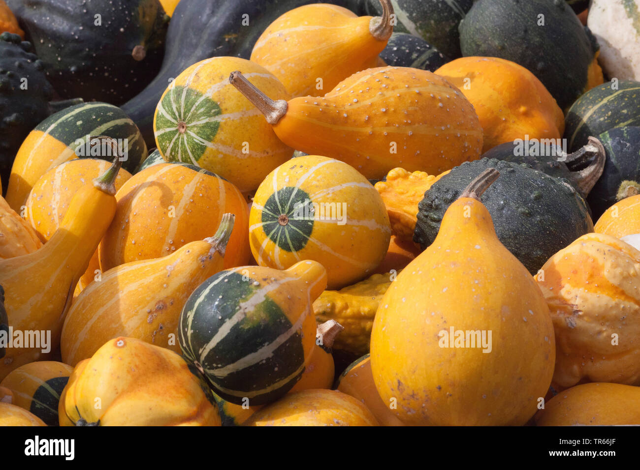 La citrouille (Cucurbita pepo ornementales convar. microcarpina), citrouilles ornementales pour vendre, Allemagne Banque D'Images