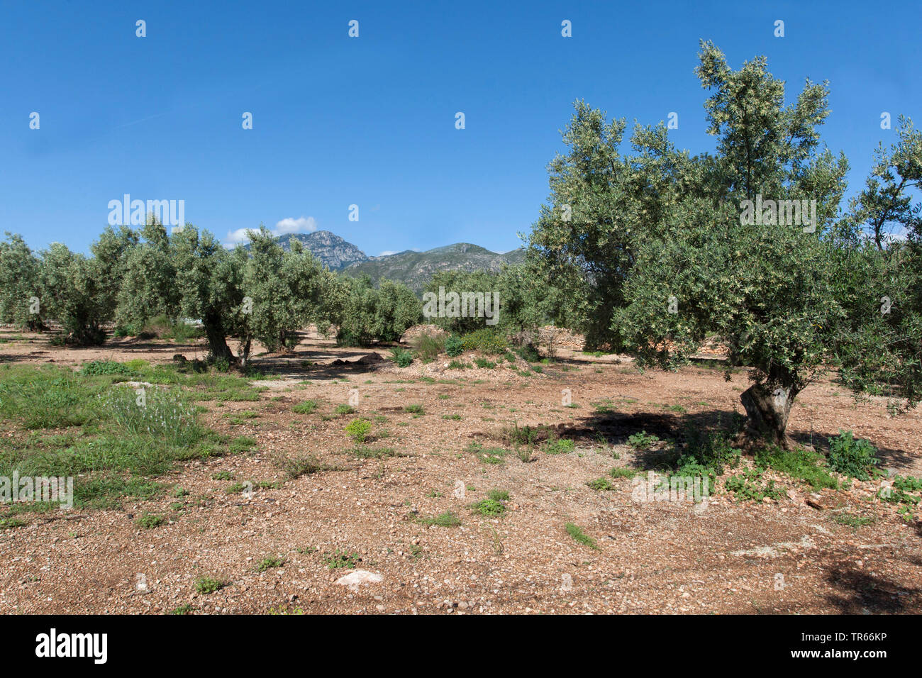 Olivier (Olea europaea ssp. sativa), Olive Grove, Espagne, Katalonia Banque D'Images