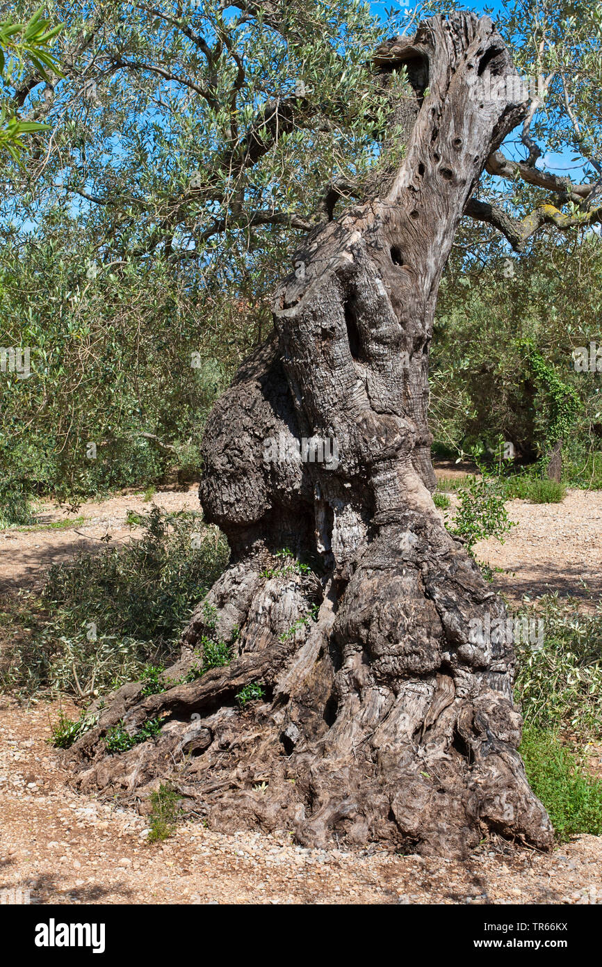 Olivier (Olea europaea ssp. sativa), vieil olivier sur une oliveraie, Espagne, Katalonia Banque D'Images