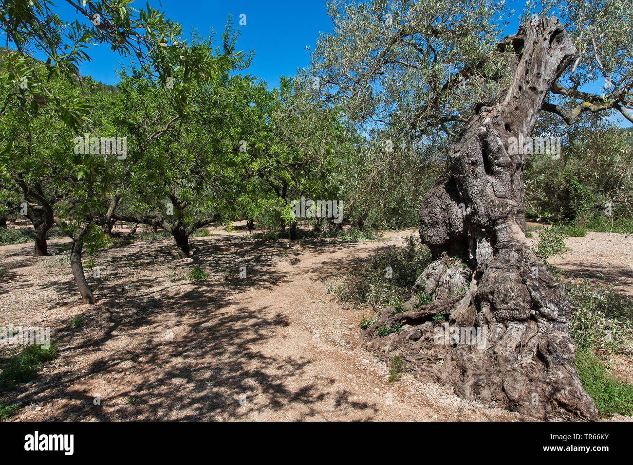 Olivier (Olea europaea ssp. sativa), vieil olivier sur une oliveraie, Espagne, Katalonia Banque D'Images