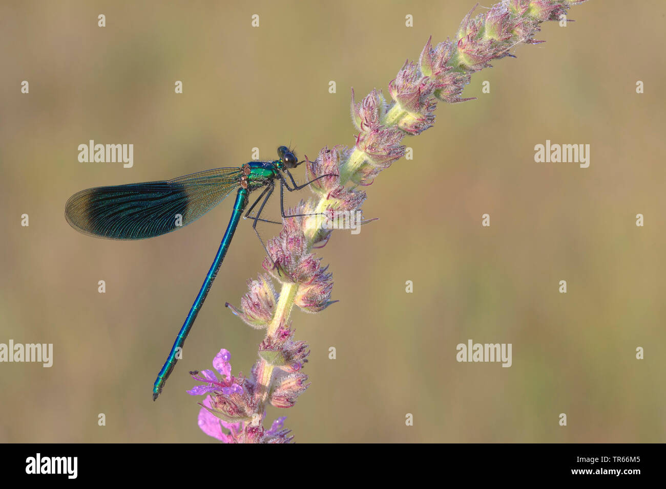 Blackwings bagués, bagués agrion, bagués (Calopteryx splendens, demoiselle Agrion splendens), homme à la lavande en fleurs, vue de côté, l'Allemagne, la Bavière Banque D'Images