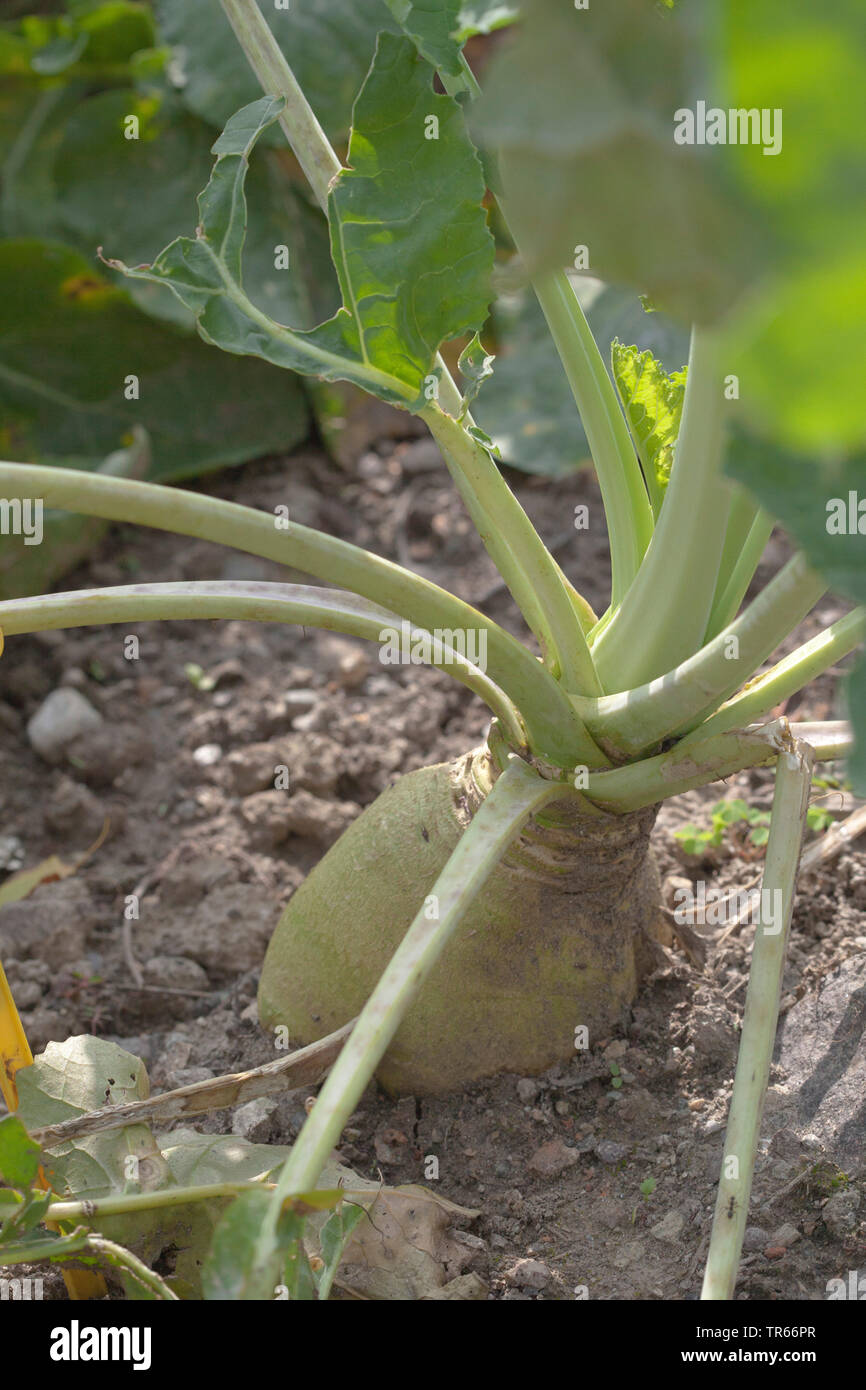 Le navet, rutabaga, navet, navet jaune, betterave, racine, neep (Brassica napus subsp. rapifera, Brassica napus, Brassica rapifera rapifera), le rutabaga sur un champ, Allemagne Banque D'Images