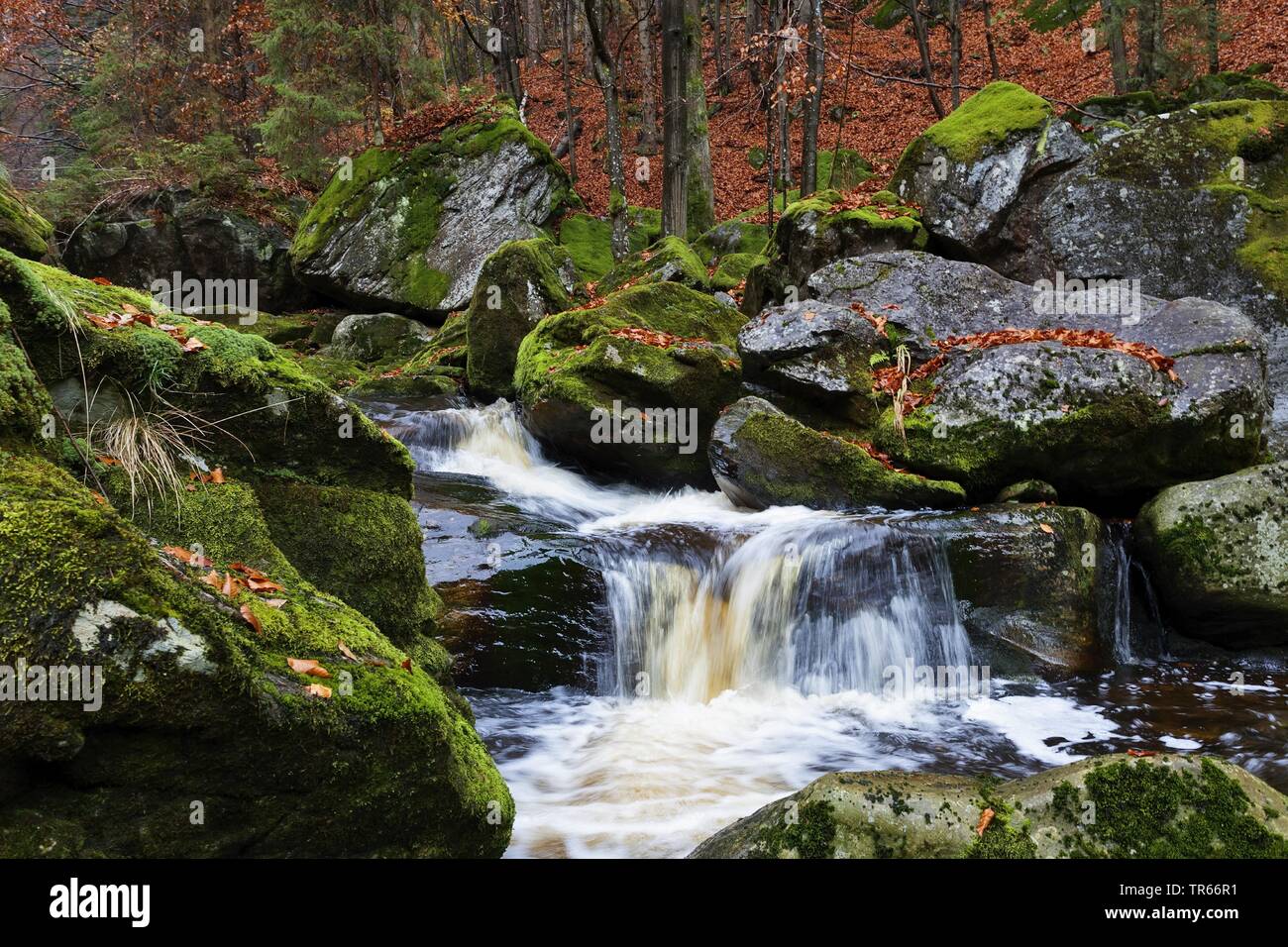 Steinklamm gorge en automne, en Allemagne, en Bavière, le Parc National de la forêt bavaroise, Spiegelau Banque D'Images