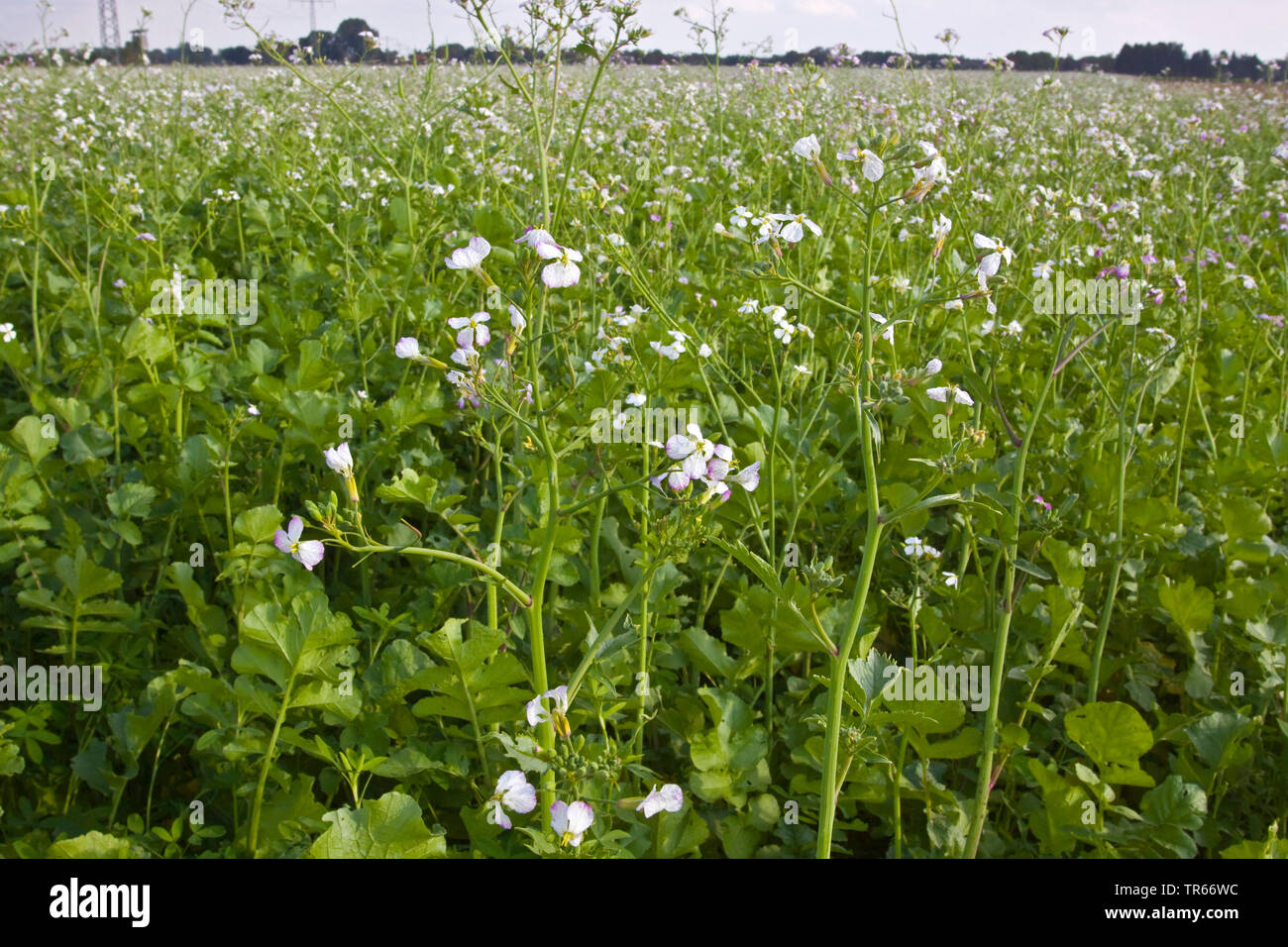 Jardin Chinois, radis redish, fourrage radis (Raphanus sativus var. oleiformis, Raphanus sativus ssp. oleiformis), champ de fleurs, Allemagne, Bavière, Oberbayern, Haute-Bavière Banque D'Images