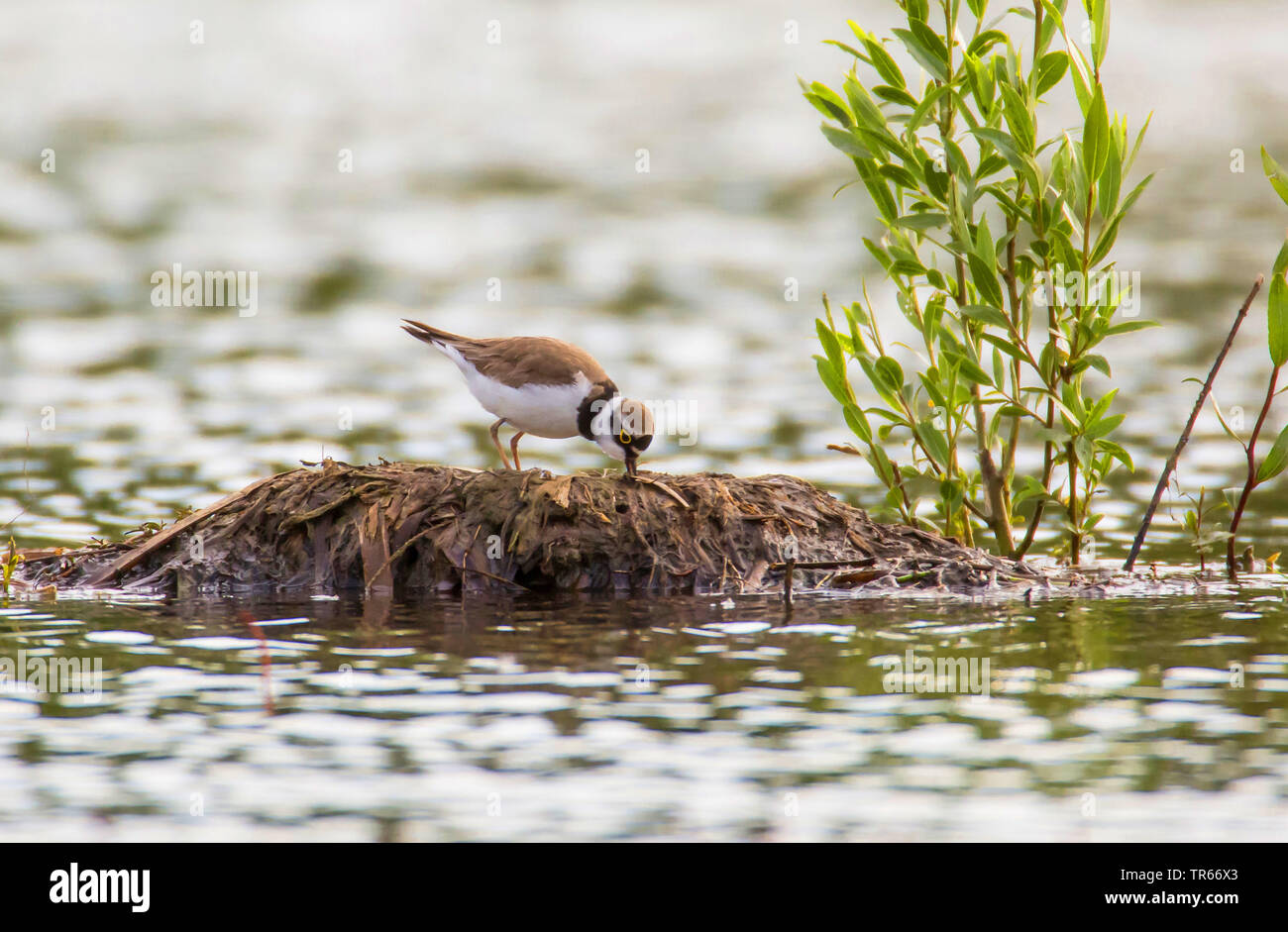 Petit Gravelot (Charadrius dubius), de recherche de nourriture sur un nid d'un grèbe huppé, Allemagne, Bavière, Niederbayern, Basse-Bavière Banque D'Images