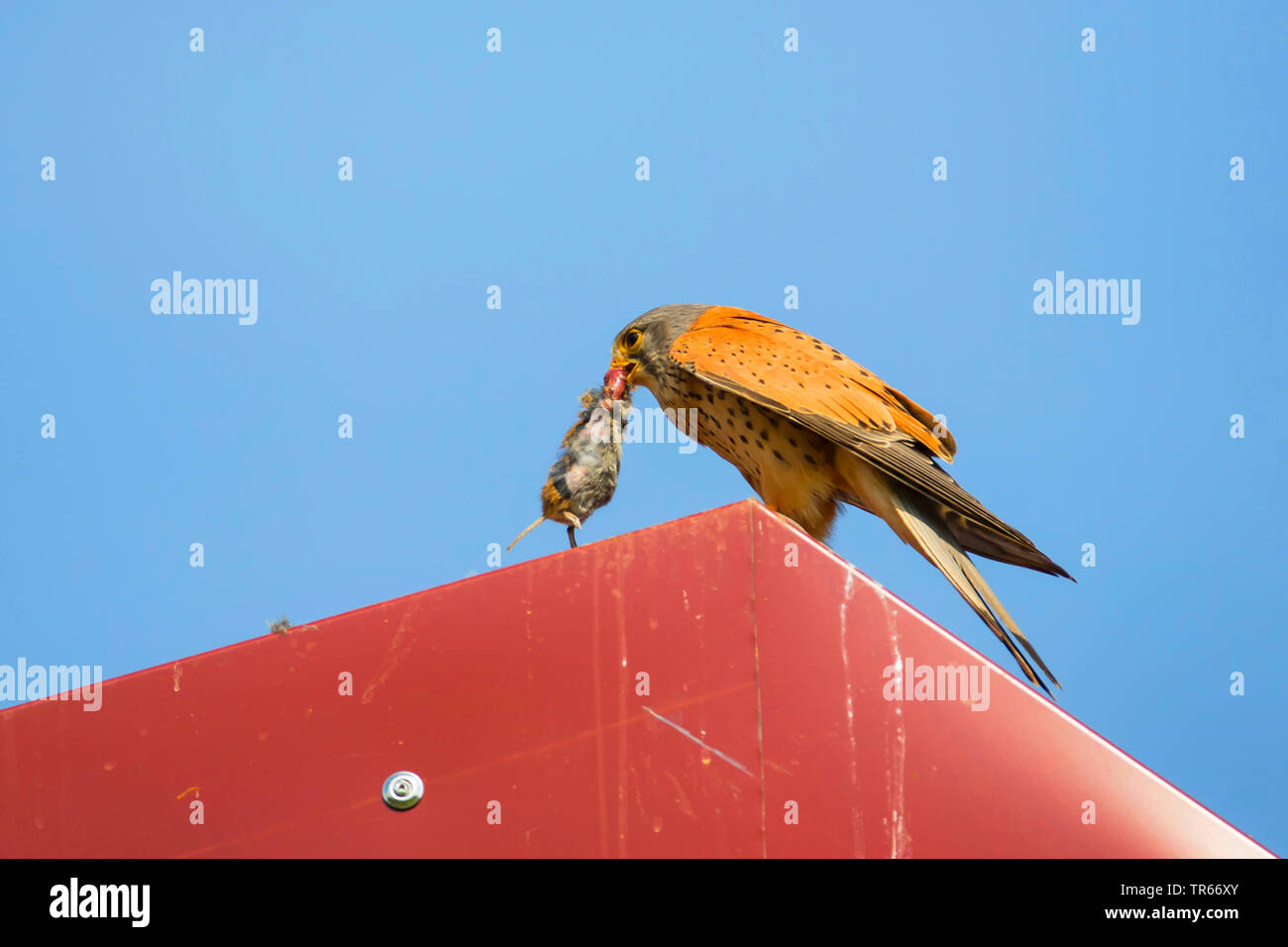 Kestrel Kestrel eurasien, l'Ancien Monde, faucon crécerelle, faucon crécerelle (Falco tinnunculus), homme assis avec une souris la proie sur un toit en tôle, vue de côté, l'Allemagne, Bavière, Niederbayern, Basse-Bavière Banque D'Images