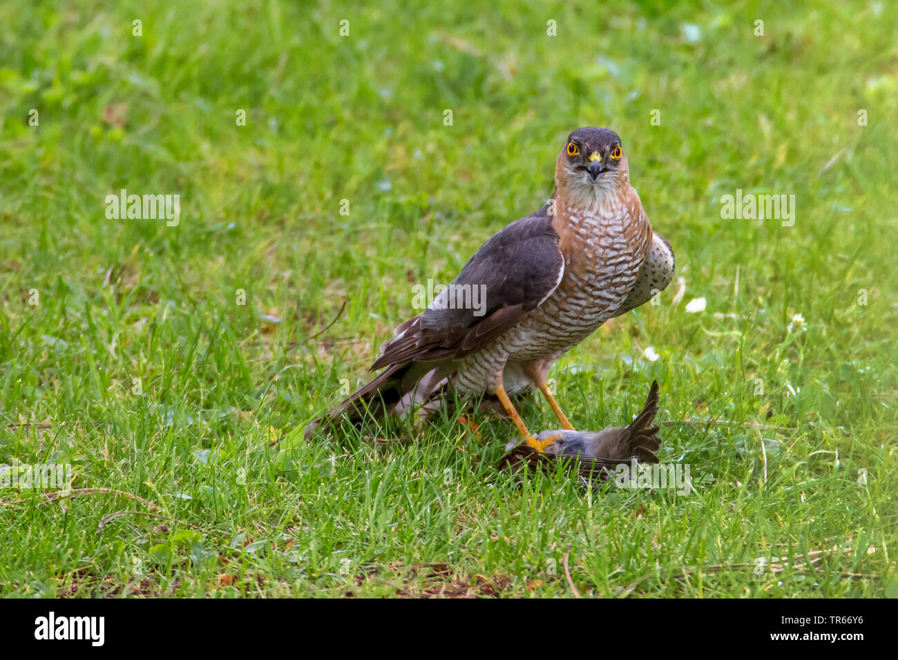Le nord de l'épervier (Accipiter nisus), avec la proie sparrow dans un pré, en Allemagne, en Bavière, Niederbayern, Basse-Bavière Banque D'Images