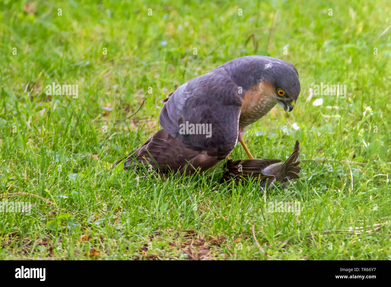 Le nord de l'épervier (Accipiter nisus), avec la proie sparrow dans un pré, en Allemagne, en Bavière, Niederbayern, Basse-Bavière Banque D'Images