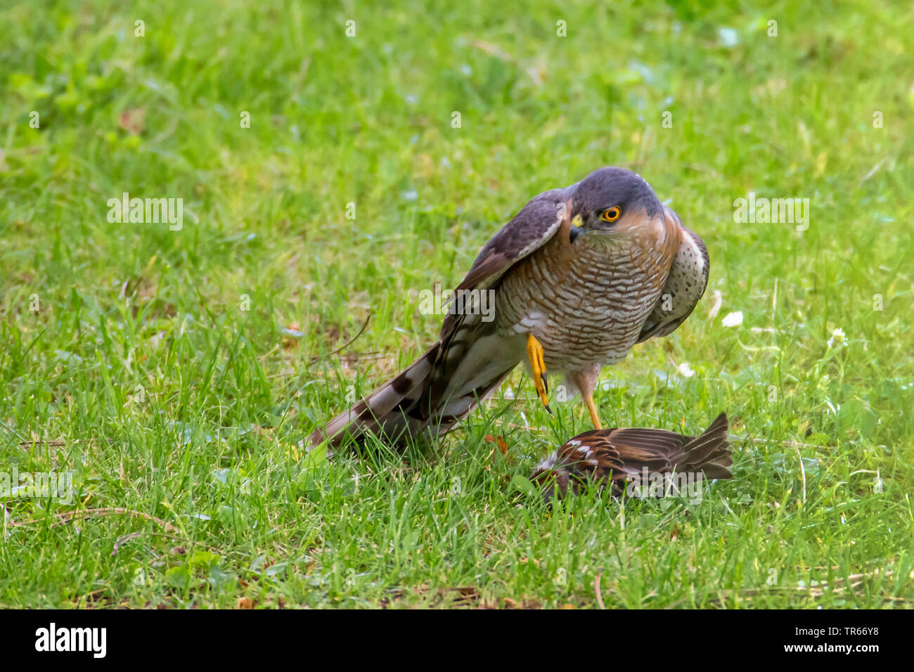 Le nord de l'épervier (Accipiter nisus), avec la proie sparrow dans un pré, en Allemagne, en Bavière, Niederbayern, Basse-Bavière Banque D'Images