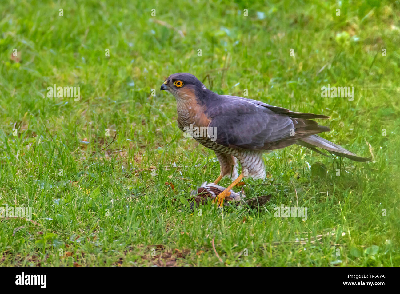Le nord de l'épervier (Accipiter nisus), avec la proie sparrow dans un pré, en Allemagne, en Bavière, Niederbayern, Basse-Bavière Banque D'Images