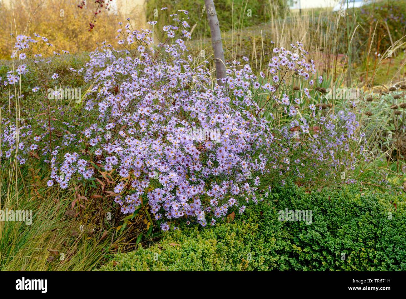 Aster lisse (Aster laevis 'Blauschleier', Aster laevis Blauschleier), le cultivar Blauschleier, l'Allemagne, la Saxe-Anhalt Banque D'Images