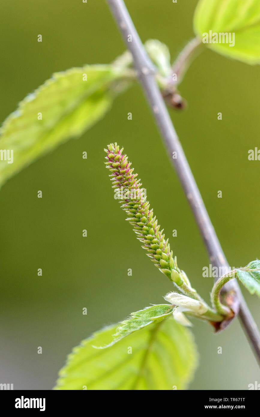 Bouleau pubescent, à écorce blanche Himalayan Bouleau (Betula utilis 'oorenbos', Betula utilis Doorenbos), l'inflorescence femelle, le cultivar Doorenbos, Allemagne, Saxe Banque D'Images
